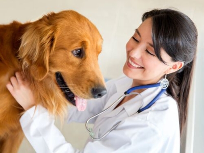 Técnico Auxiliar en Clínicas Veterinarias + IA